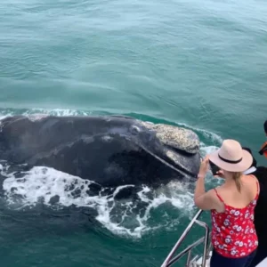 Cape Town: Hermanus Whale Watching Boat Tour