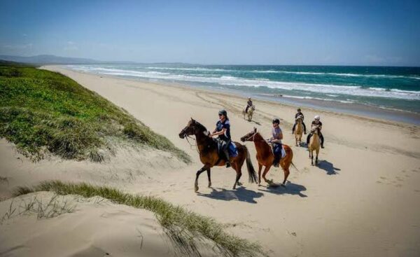 Beach Horse Ride or Mountain view Horse trails: Cape Town - Image 9