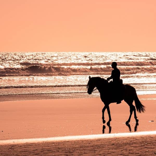 Beach Horse Ride or Mountain view Horse trails: Cape Town - Image 4